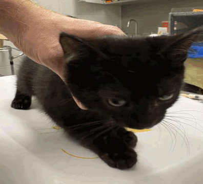 Hiccup - Cat